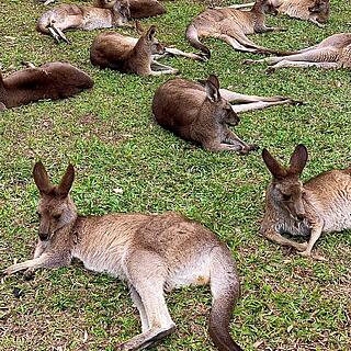 Linn - Queensland, Sunshine Coast, Kawana Waters State College