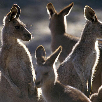 New South Wales – Bundesstaat in Australien