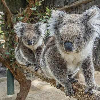 South Australia – Bundesstaat in Australien