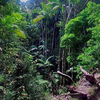 Linn - Queensland, Sunshine Coast, Kawana Waters State College