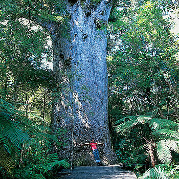 Whangarei