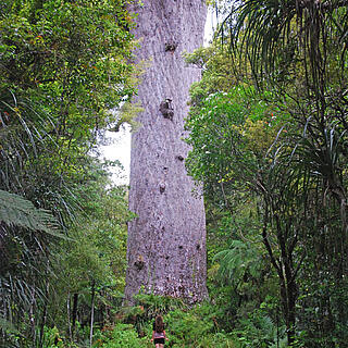 Isabel - Auckland, Macleans College